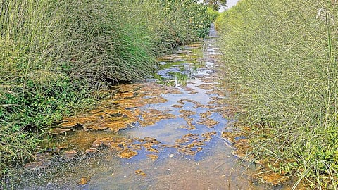 தஞ்சாவூர் மாவட்டம் ஒரத்தநாடு வட்டம் பாச்சூர் அய்யம்பட்டி அருகே கல்லணைக் கால்வாயின் பாசன வாய்க்காலான உளவயல் வாய்க்கால்
தூர் வாரப்படாமல் புதர்கள் மண்டி உள்ளதால் தேங்கி நிற்கும் பாசன நீர்.