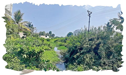 தருமபுரி - அன்னசாகரம் சாலையை யொடடி புதர் மண்டிய நிலையில் உள்ள சனத்குமார் நதி.