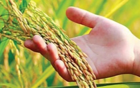 குறுவை சாகுபடி தொடக்கம்