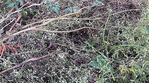 விளை நிலங்களில் அதிகரித்து வரும் பார்த்தீனியம் விஷச்செடிகள்