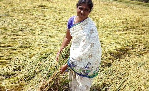 அறுவடை காலத்தில் வயல்களுக்குள் தண்ணீர் புகுந்து நெற்பயிர்கள் சேதம்: திருச்சுழி அருகே விவசாயிகள் வேதனை