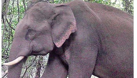 மாம்பழ அறுவடை சீசனால் ஸ்ரீவில்லிபுத்தூர் மலைவார பகுதிக்கு படையெடுக்கும் காட்டு யானைகள்: பொதுமக்களுக்கு எச்சரிக்கை