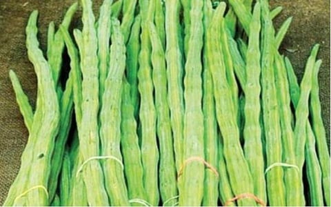 மாட்டுத்தாவணி மார்க்கெட்டுக்கு விற்பனைக்கு கொண்டு வரப்பட்ட முருங்கைக்காய்.