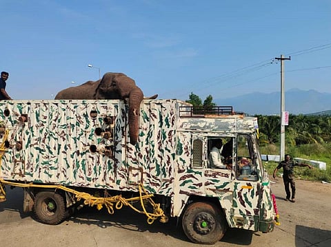 பிடிபட்ட அரிசிக்கொம்பன் யானை