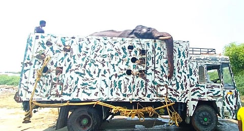 கொளுத்தும் வெயிலை சமாளிக்க குளியல் போட்ட அரிசிக்கொம்பன் யானை!