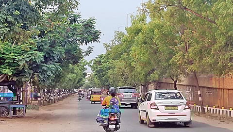 திருச்சி பொன்னகர் பகுதியில் சாலையின் இருபுறமும் நெடுஞ்சாலைத் துறையினரால் நட்டு வளர்க்கப்பட்டுள்ள மரங்கள்.