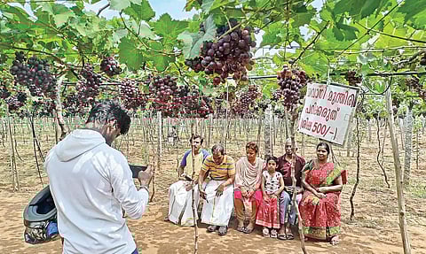 கூடலூரில் பிரபலமாகுது திராட்சை தோட்ட சுற்றுலா
