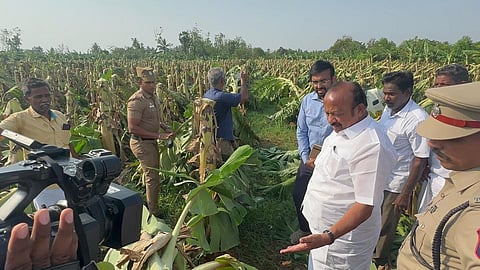 கடலூர் பகுதியில் பலத்த சூறைக்காற்று - 1,000 ஏக்கருக்கும் மேல் பயிரிடப்பட்டிருந்த வாழைகள் சேதம்