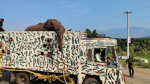 கேரள வனத்தில் அரிசி கொம்பனை விடும் கோரிக்கை நிராகரிப்பு - மனுவை சிறப்பு அமர்வுக்கு மாற்றி உயர் நீதிமன்றம் உத்தரவு