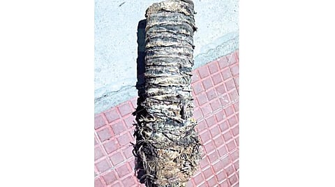 திருநின்றவூர் அருகே தண்டவாளத்தில் கிடந்த மரத்துண்டு: சென்னை வந்த ரயிலை கவிழ்க்க சதியா?