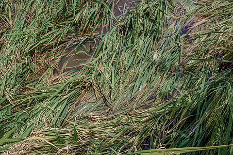 பயிர் சேதம்