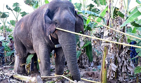 ரேடியோ காலர் அறுந்துவிழுந்த விநாயகன் யானையை மயக்க ஊசி செலுத்தி பிடித்த கர்நாடகா வனத்துறை