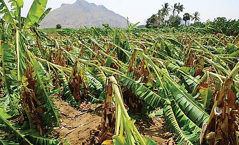 சேதமடைந்த வாழைமரங்கள்