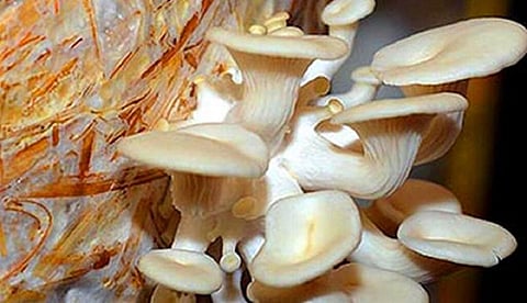 நீலகிரியில் கிராமப்புற பொருளாதாரத்தை மேம்படுத்த காளான் வளர்ப்பை அதிகரிக்க முயற்சி