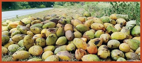 கிருஷ்ணகிரி மாவட்டத்தில் அறுவடைக்கு தயாரான மாங்காய்களில் பூஞ்சை நோய் தாக்குதல்