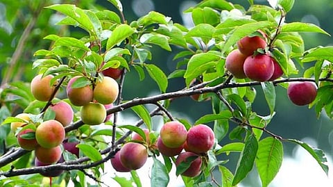 கொடைக்கானலில் பிச்சீஸ் பழ அறுவடை தொடக்கம்: ஒரு கிலோ ரூ.200-க்கு விற்பனை