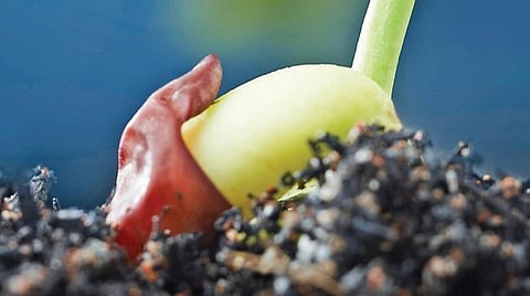டிங்குவிடம் கேளுங்கள்: மண்ணில் விழும் விதை ஏன் சிதைவதில்லை?