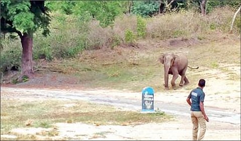 வனப்பகுதிக்குள் விரட்ட முயன்ற வன ஊழியரை ஆக்ரோஷத்துடன் தாக்க வந்த காட்டு யானை.