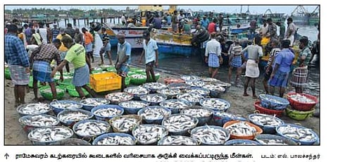 ராமேசுவரம் மீனவர்களுக்கு ஒரே நாளில் 4 லட்சம் கிலோ மீன்கள்: உரிய விலை கிடைக்காததால் ஏமாற்றம்