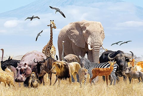 காடுகளை பாதுகாப்பது யார்?