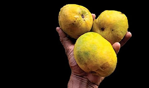 செயற்கையாக பழுக்க வைக்கும் கல் நெஞ்சக்காரர்கள் - நடவடிக்கைக்கு வலியுறுத்தல்