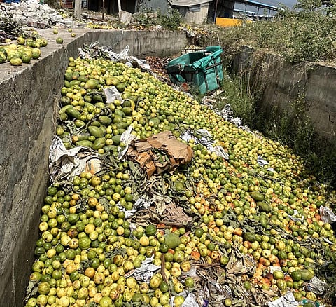 பழநியில் விலை வீழ்ச்சியால் கொய்யா பழங்களை குப்பையில் கொட்டிய விவசாயிகள்