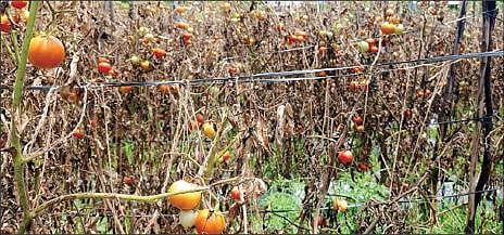 ஓசூர் அருகே காமன்தொட்டி பகுதியில் வெயில் மற்றும் நோய் தாக்கத்தால் சருகான தக்காளிச் செடிகள்.