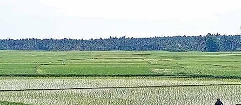 குமரியில் கால்வாய்கள் தூர் வாராததால் 3,000 ஏக்கரில் சாகுபடி கேள்விக்குறி!