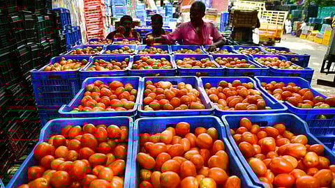 தக்காளி | கோப்புப்படம்