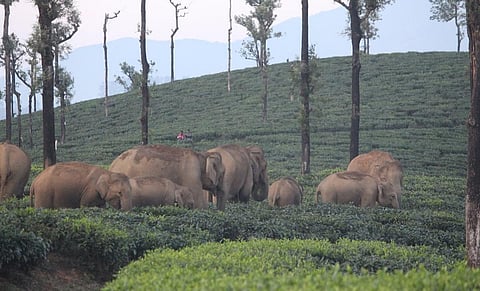 வால்பாறையில் தேயிலைத் தோட்டத்தில் முகாமிட்டுள்ள யானைக் கூட்டம். | கோப்பு படம்