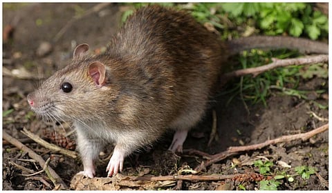 பிரதிநிதித்துவப் படம்