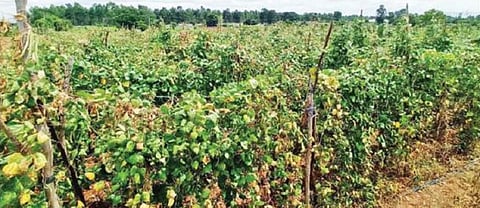 ஓசூர் பாகலூர் பகுதியில் உள்ள தோட்டத்தில் நோய் தாக்கத்தால் இலைகள் சுருண்டு, பழுப்பு நிறமாக மாறியுள்ள பீன்ஸ் கொடிகள்.