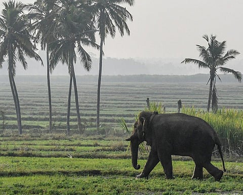 வனவிலங்குகளை மின் விபத்திலிருந்து பாதுகாக்கும் நடவடிக்கை - புதிய விதிகளை வெளியிட்டது தமிழக அரசு