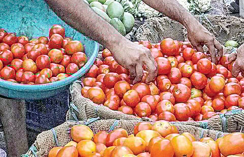 தக்காளி இந்தியாவிற்கு வந்தது எப்படி?