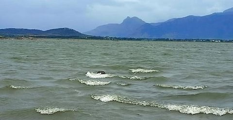 வைகை அணையில் தினமும் பிடிக்கப்படும் 2 டன் மீன்கள் - மீனவர்கள் மகிழ்ச்சி