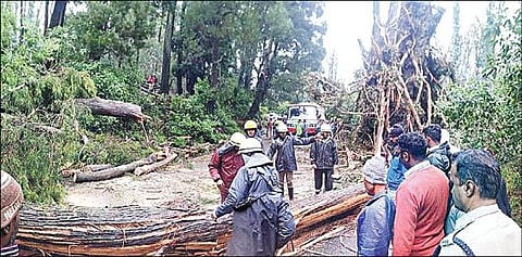 உதகை - கூடலூர் சாலை தூக்கு பாலம் பகுதியில் அபாயகரமான மரங்களை வெட்டி அகற்றும் பணியில் ஈடுபட்டிருந்த நெடுஞ்சாலைத் துறையினர்.