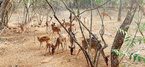 தருமபுரி | வன விலங்கு வேட்டைக்கு உதவும் பிரத்யேக ஹாரன் விற்பனை - கடைகளுக்கு வனத்துறை அபராதம்