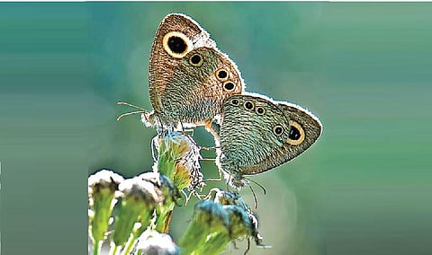 அஞ்சலி: காட்டுயிர் ஒளிப்படக் கலைஞர் ஜெயராம் | சிற்றுயிர்களைத் தேடிச் சென்றவர்