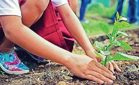 ஜூலை மரத் திருவிழா