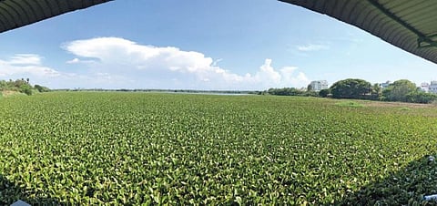 கோவையில் குளங்களை சூழ்ந்த ‘பச்சை பசேல்’ ஆபத்து - ஆகாயத்தாமரை பிரச்சினைக்கு முற்றுப்புள்ளி வைப்பது யார்?