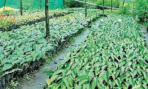 பதியன் முறையில் 1500 தேயிலை நாற்றுகள் - உதகையில் உற்பத்தியில் அசத்தும் அரசு தேயிலை பூங்கா