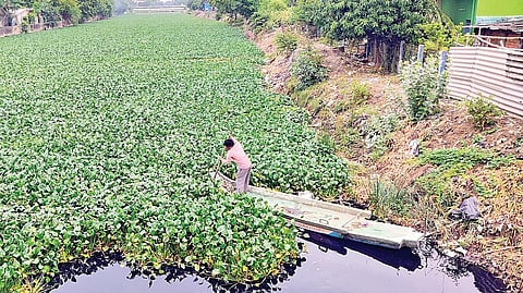 புனே மாநகராட்சியின் பார்முலாவை பயன்படுத்தி உயிரி நொதிகளை கொண்டு ஆகாயத்தாமரைகள் அகற்றப்படுமா?