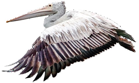 படம்: வியோம் வியாஸ்