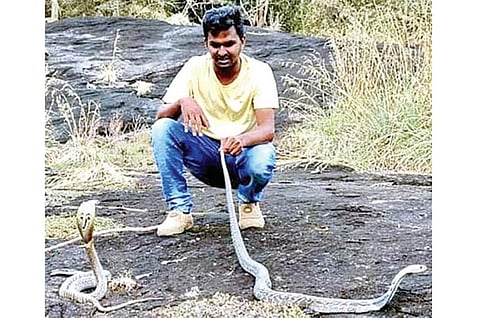 பாம்புகள் பழி தீர்க்குமா?: இன்று சர்வதேச பாம்புகள் தினம்