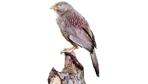 நெருங்கிப் பழகும் தவிட்டுக்குருவிகள்