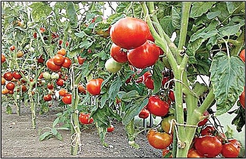 தெலங்கானாவில் ஒரே மாதத்தில் ரூ.1.8 கோடி சம்பாதித்த தக்காளி விவசாயி: 7,000 பெட்டிகள் கிலோ ரூ.100-க்கு விற்பனை