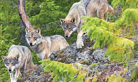 பூ பூக்கும் ஓசை - 6: நீரெலி எனும் இயற்கை பொறியாளர்