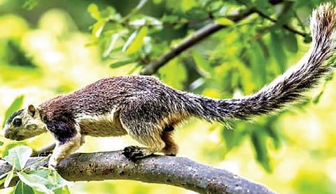 எல்லைகளை வகுத்து வாழும் சாம்பல் நிற அணில்கள் @ பரப்பலாறு அணை