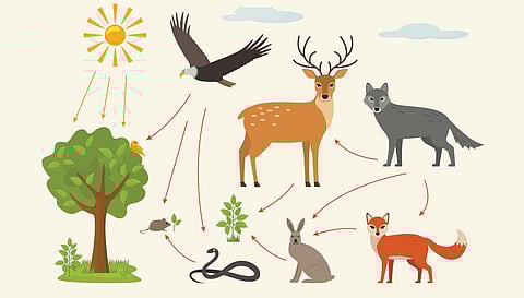 பூ பூக்கும் ஓசை - 7: ஆற்றல் பரிமாற்றம்