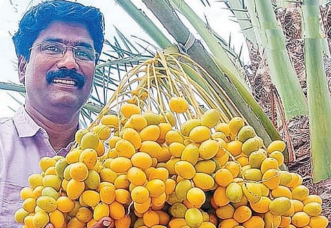 மதுரையில் முதன்முறையாக பேரீச்சம் பழ சாகுபடி - அறுவடை செய்து சாதித்த விவசாயி